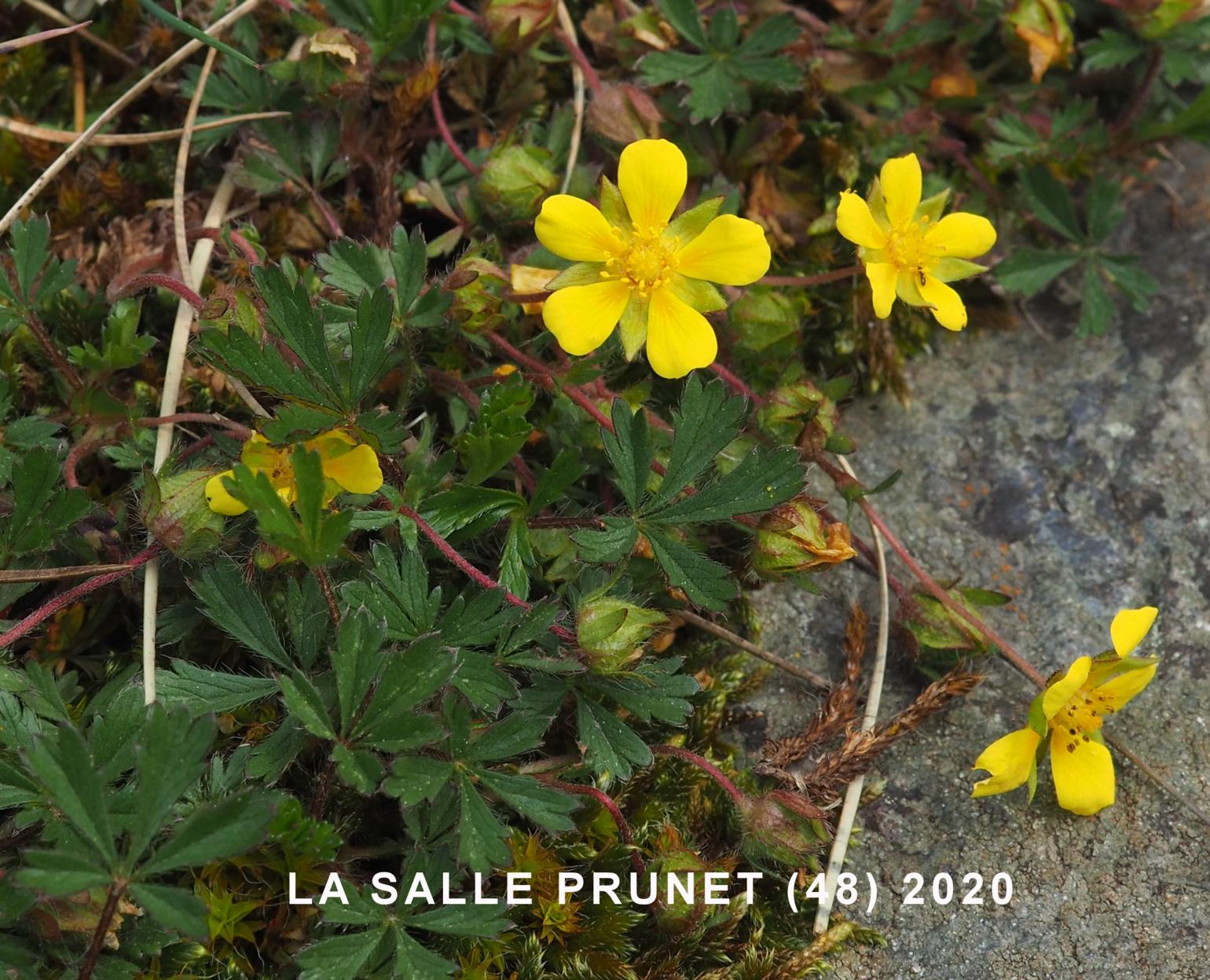 Cinquefoil, Spring